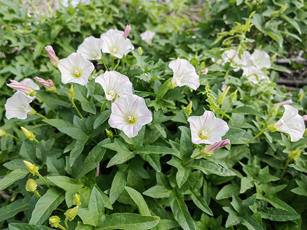 牵牛花