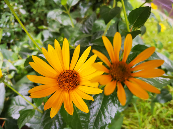 野菊花-图片来源编辑网